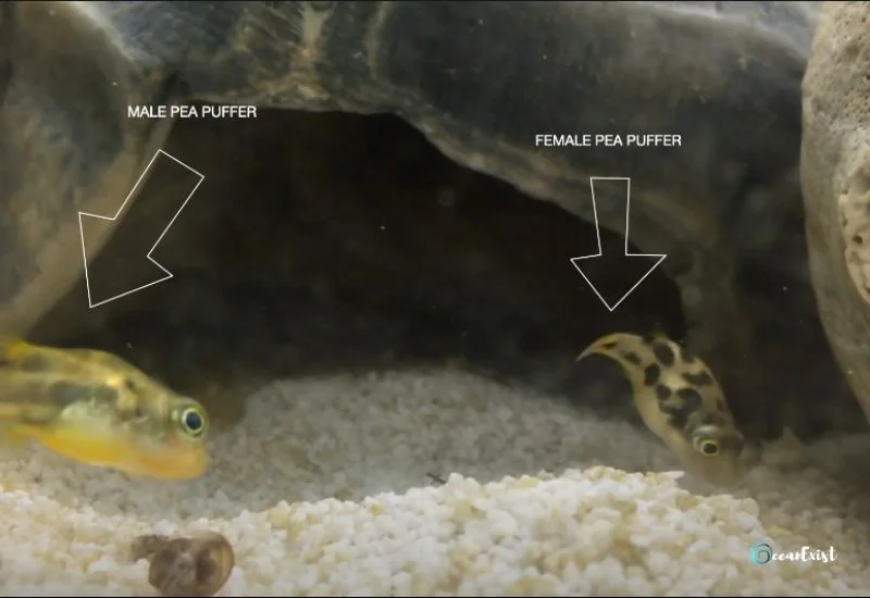 Pea Puffer Breeding