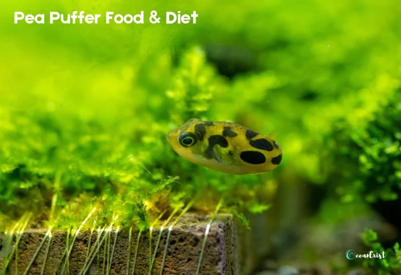 Pea Puffer Food & Diet