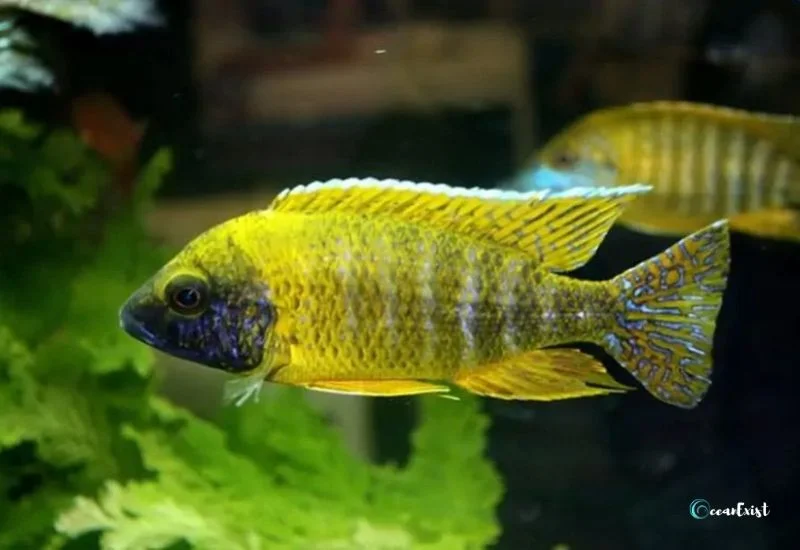 Peacock Cichlid Diet