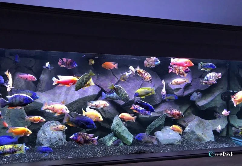 Peacock Cichlid Tank Setup