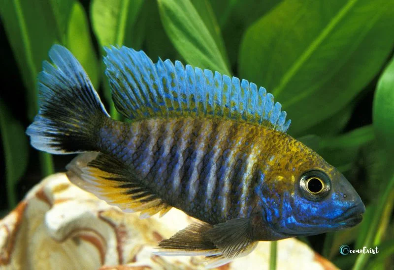 Peacock Cichlid