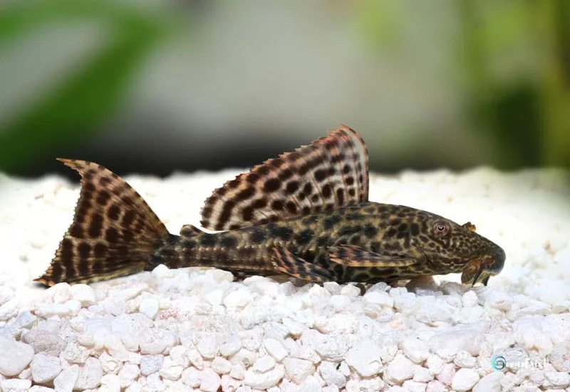 Plecos