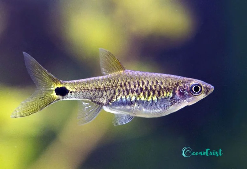 Porthole Rasbora (Rasbora cephalotaenia)