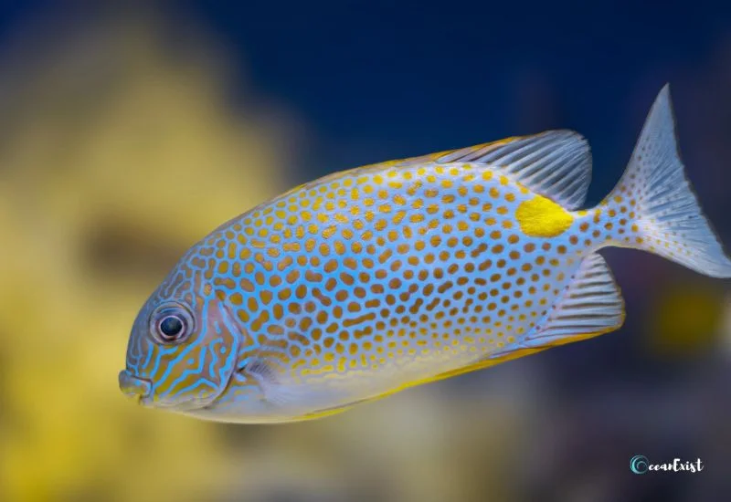 Rabbitfish