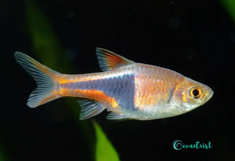 Volcano Rasbora (Rasbora vulcanus)