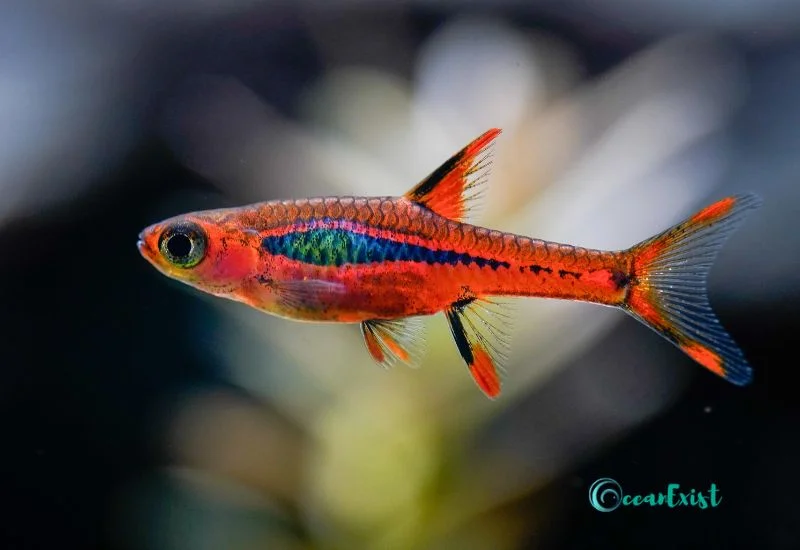 Rasbora With Side Stripes