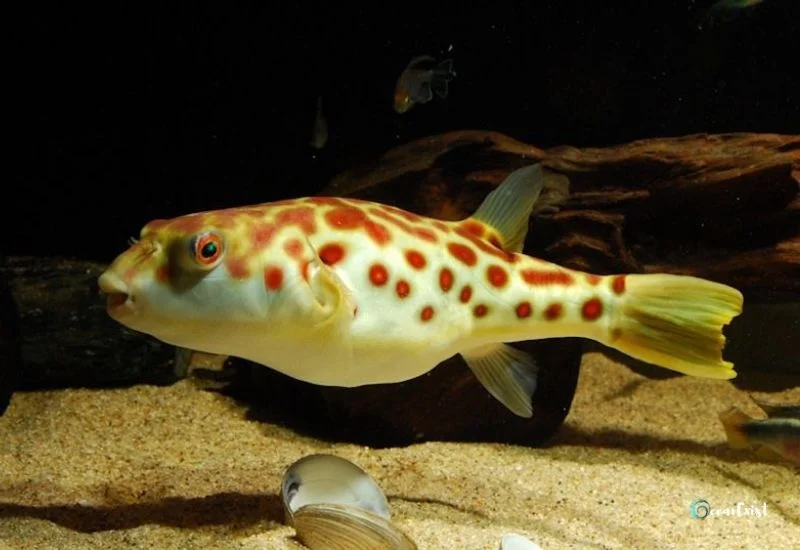 Red-Line Puffer