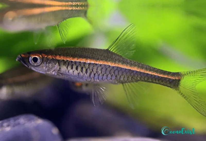 Red Stripe Rasbora (Rasbora pauciperforata)