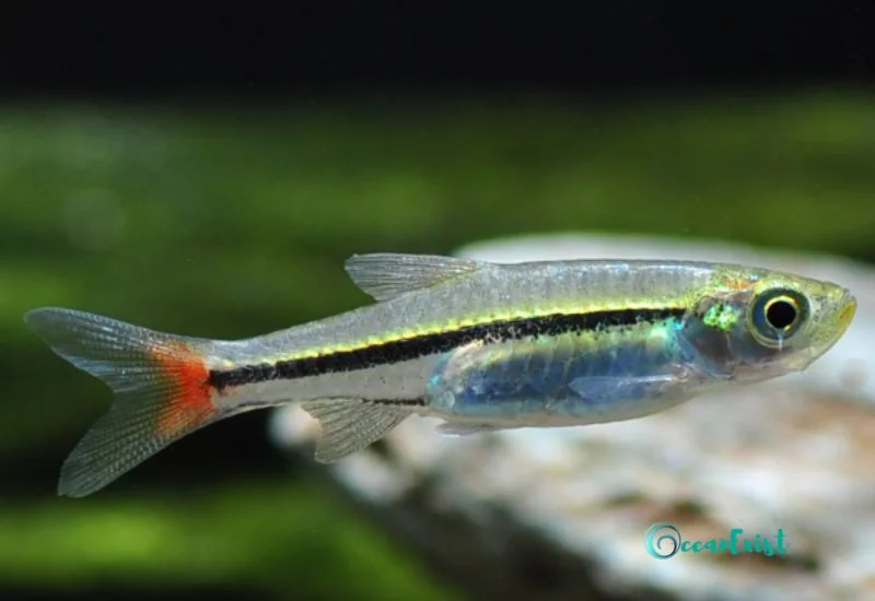 30 Types Of Rasbora Fish: Detailed Profiles Of Popular Species