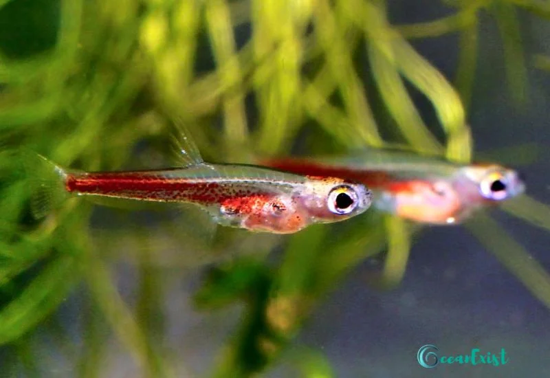 Ruby Rasbora