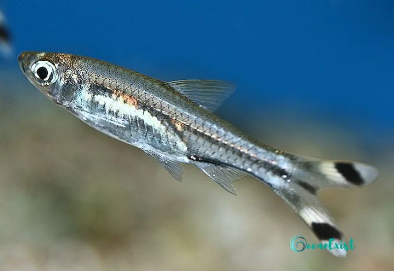 Scissor Tail Rasbora