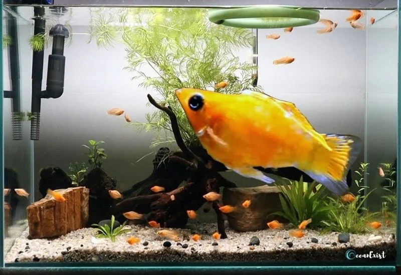 Set Up an Aquarium for Mollies