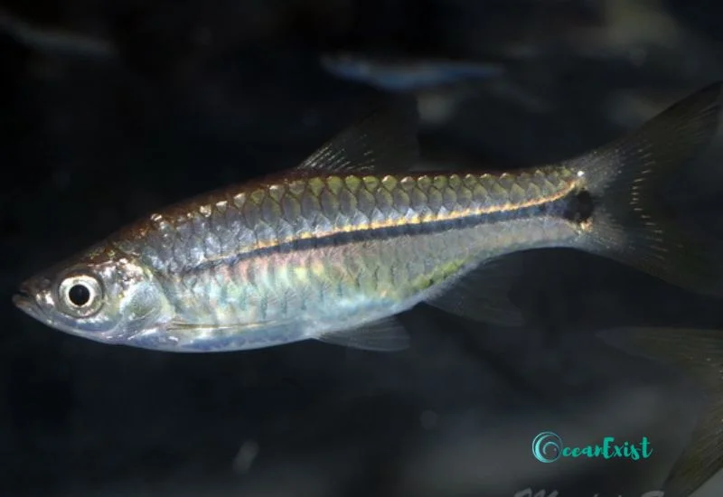 Sidestripe Rasbora (Rasbora paviana)