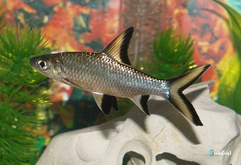 Silver Apollo Shark