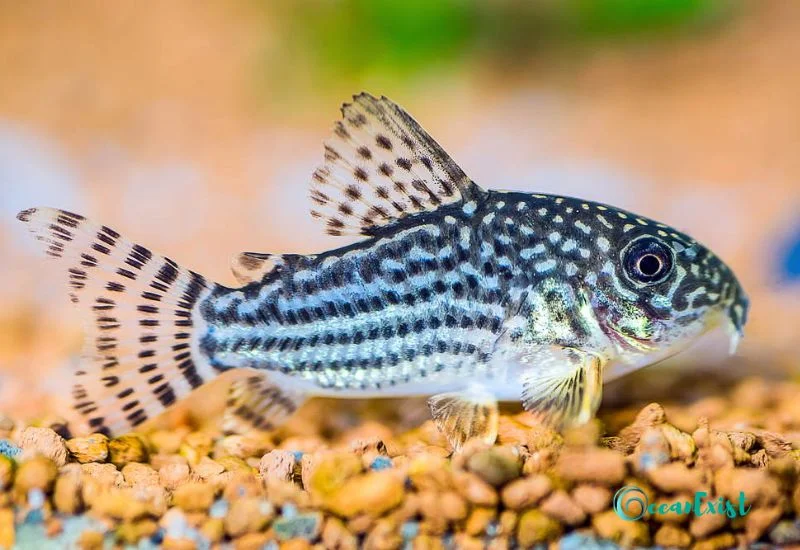 Sterbaicory (Corydorassterbai)