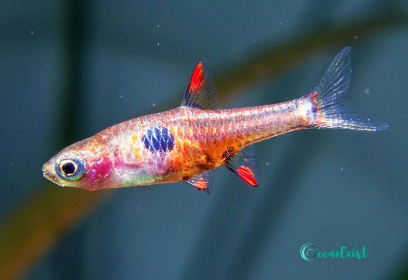 Strawberry Rasbora (Boraras naevus)