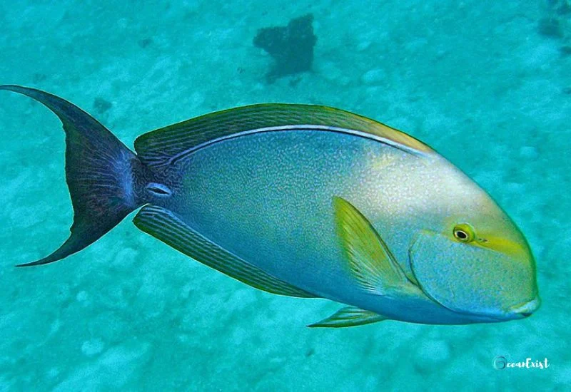 Surgeonfish