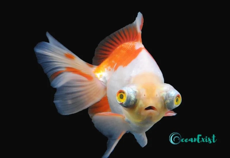 Telescope Goldfish