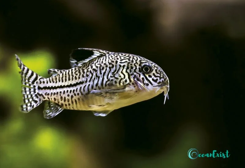 Three Stripe Cory (Corydorastrilineatus)