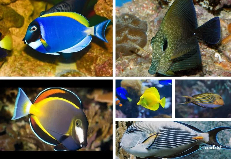 Types of Tang Fish