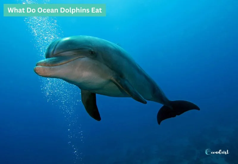 What Do Ocean Dolphins Eat