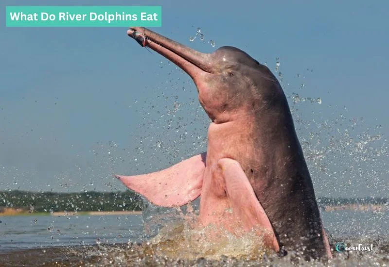 What Do River Dolphins Eat