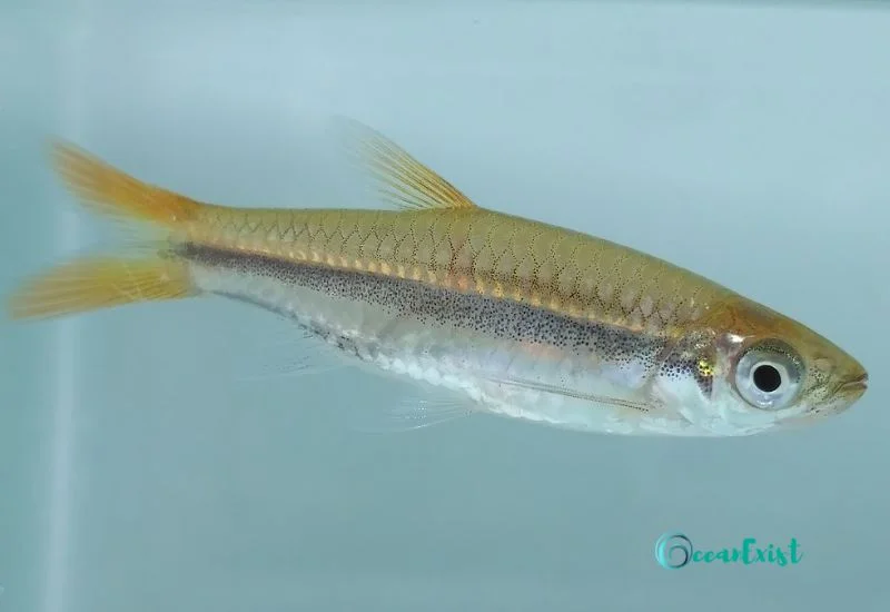 Yellowtail Rasbora (Rasbora tornieri)