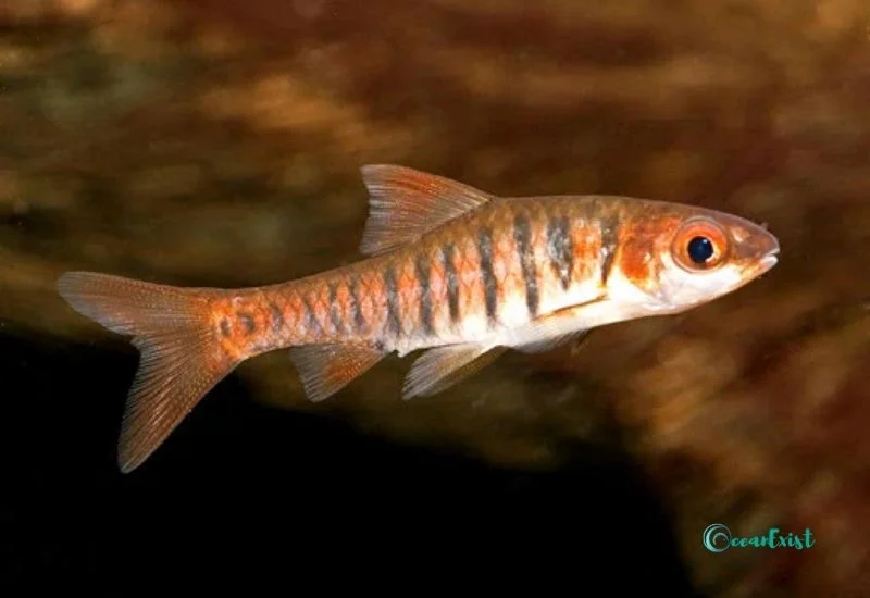 African Banded Fish