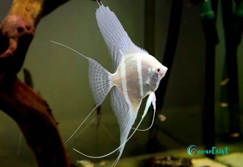 Albino Angelfish