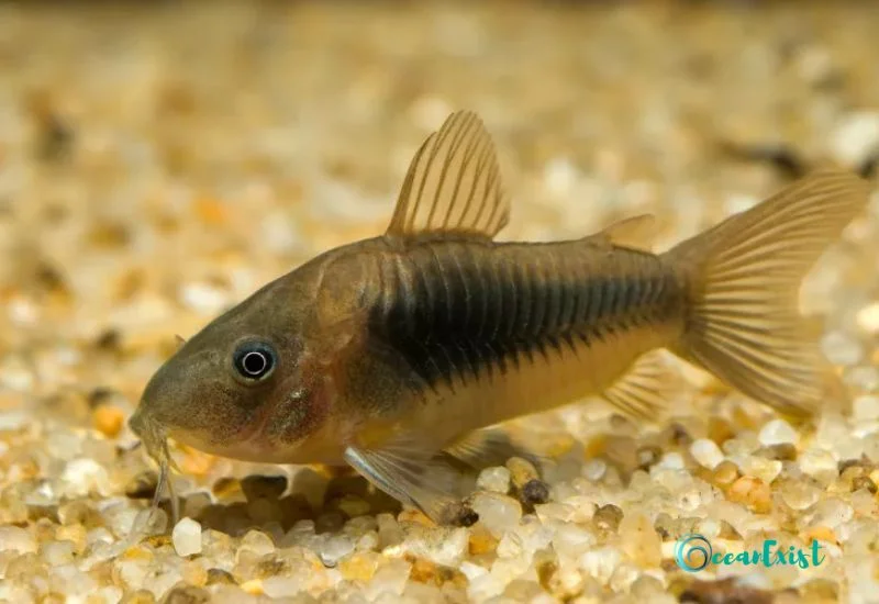 Bronze Cory (Corydorasaeneus)