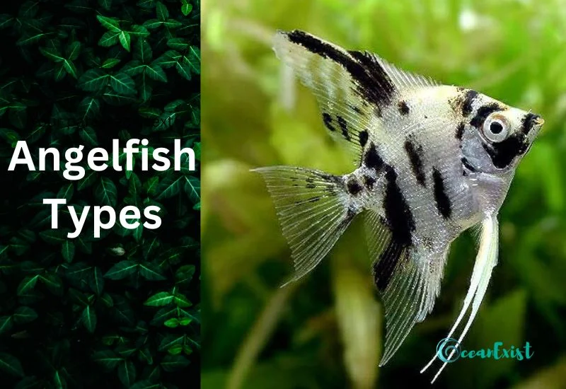 types of angelfish