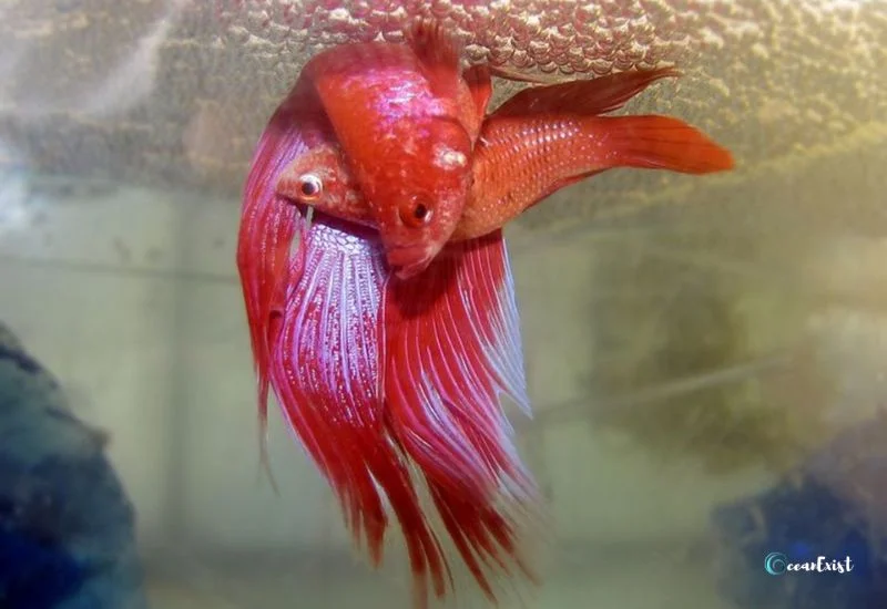 crowntail betta fish breeding