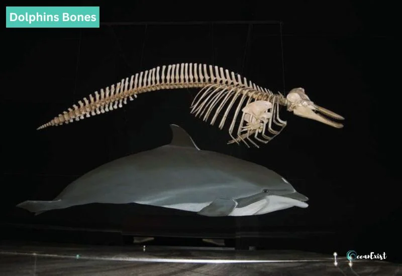 do dolphins have bones