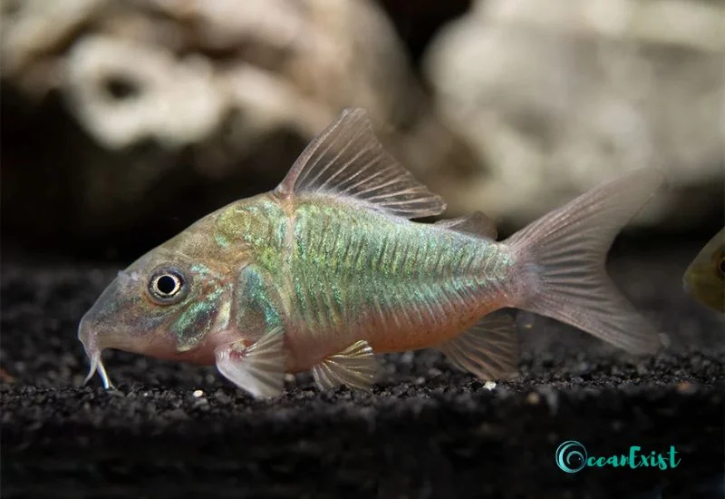 Emerald Green Cory (Corydorassplendens)