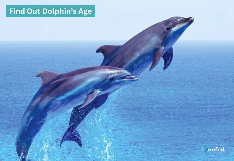 find out age of a dolphin