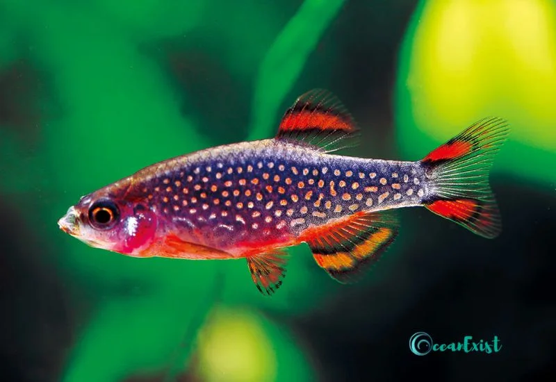 galaxy rasbora