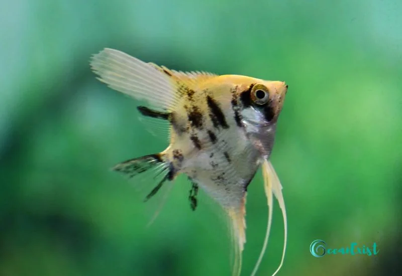 Golden Marble Angelfish