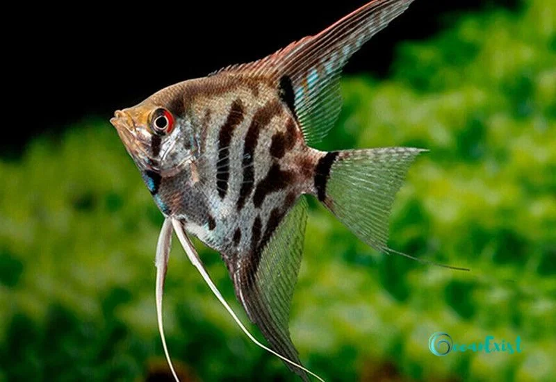 Leopard Angelfish