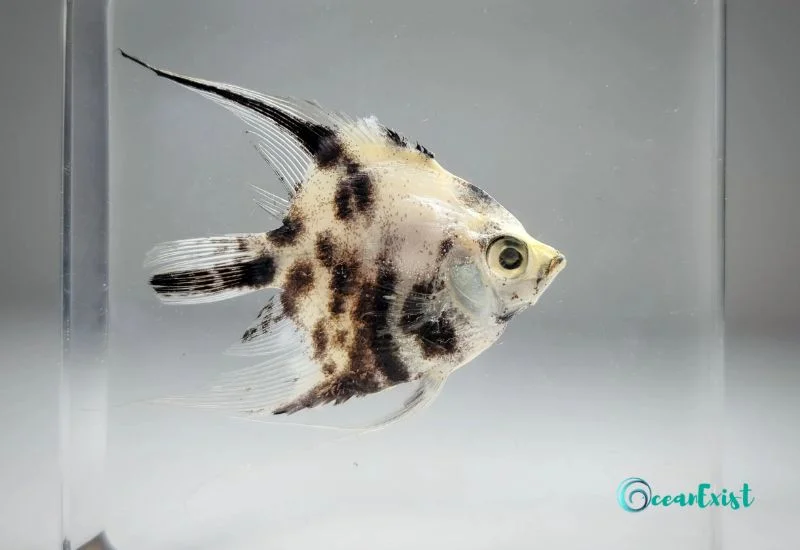 marble-angelfish