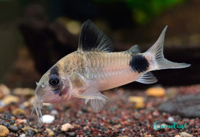 Panda Cory (Corydoras panda)