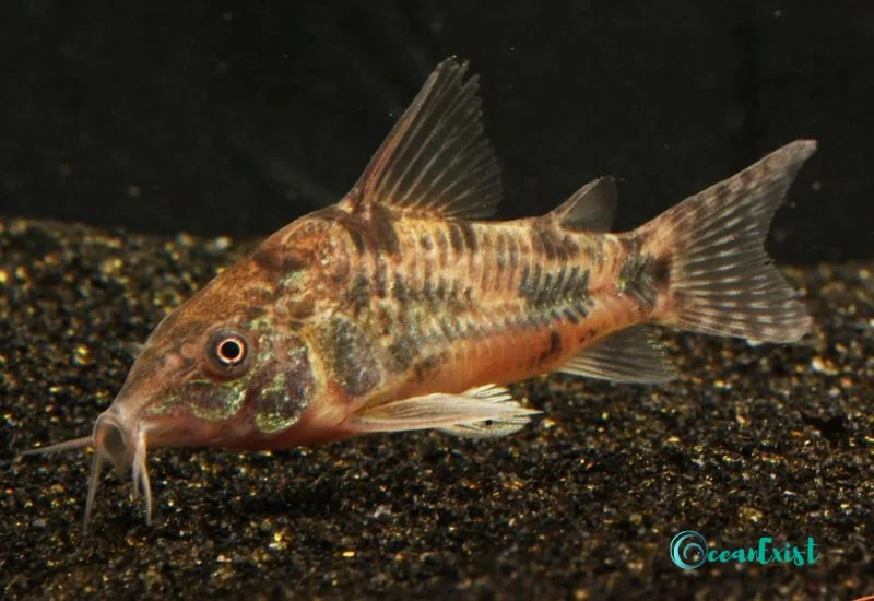 Peppered Cory (Corydoraspaleatus)