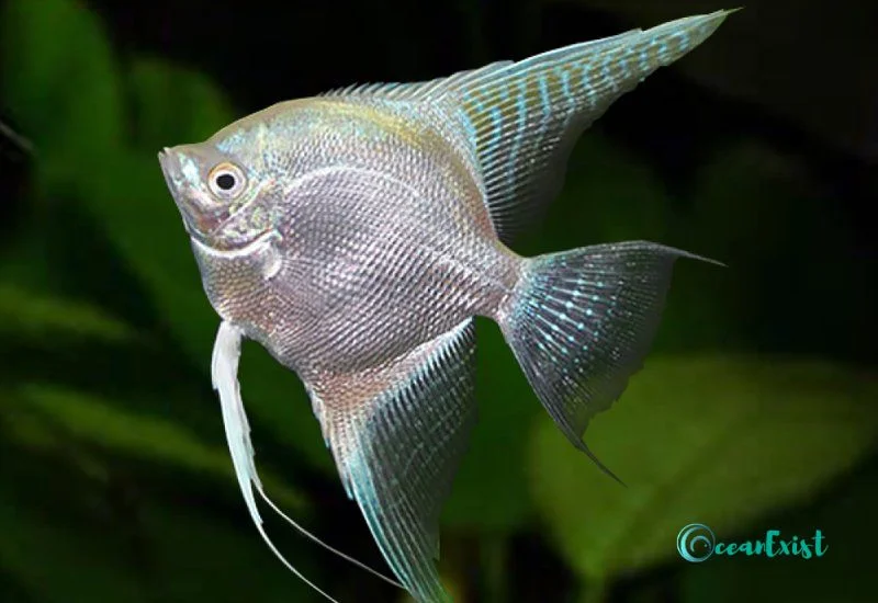  Platinum Angelfish