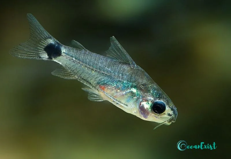 Pygmy Cory (Corydoraspygmaeus)