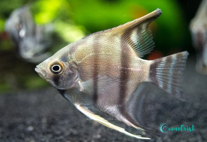 silver-angelfish