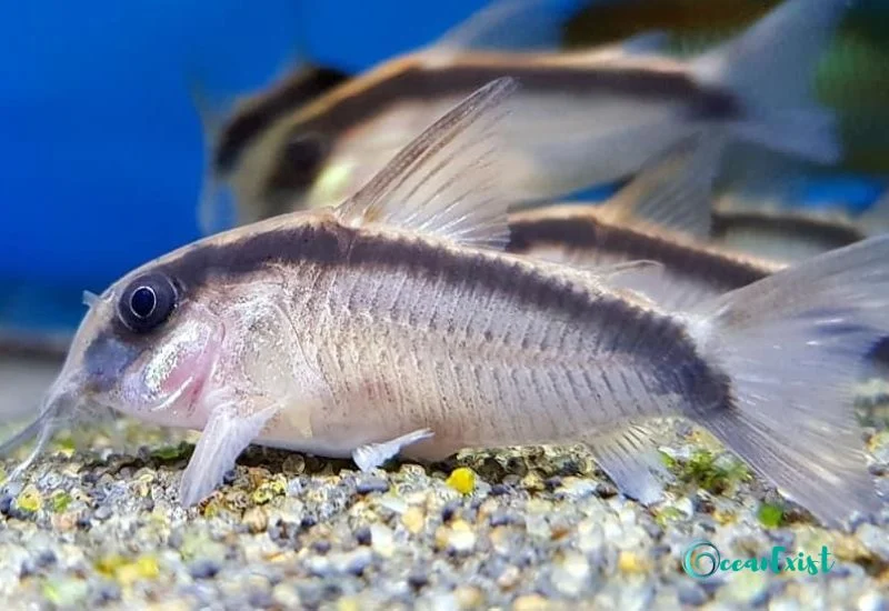 Skunk Cory (Corydorasarcuatus)