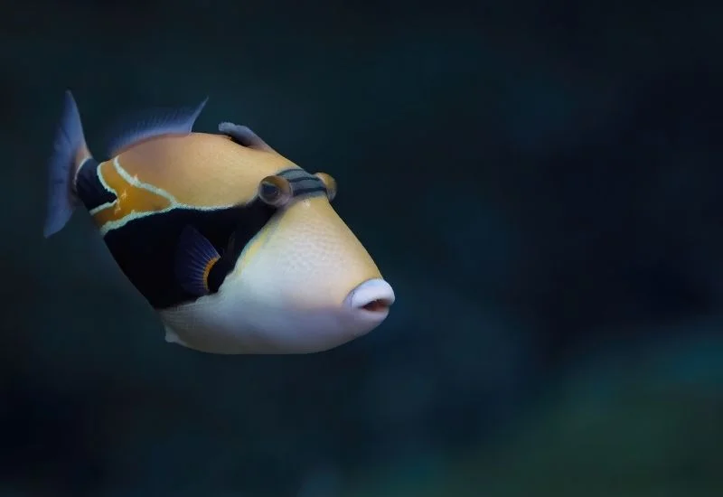 triggerfish in aquarium