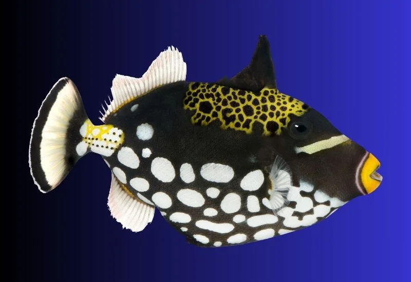 triggerfish food