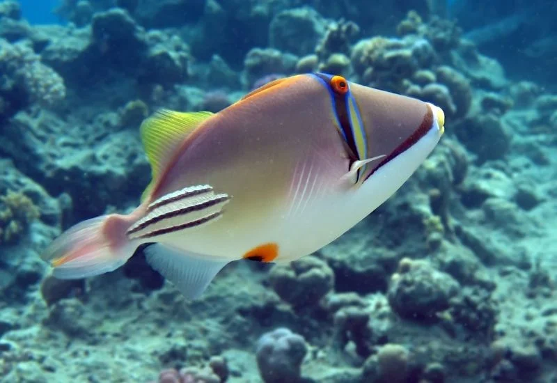 Triggerfish