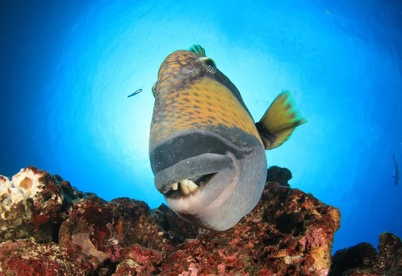 red toothed triggerfish