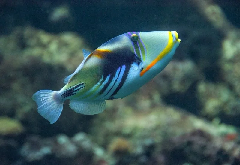 triggerfish appearance